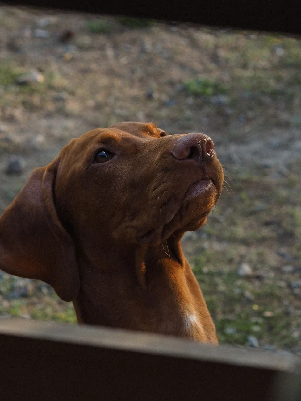 Upward Gaze, from How Dogs Became Our Oldest Friends