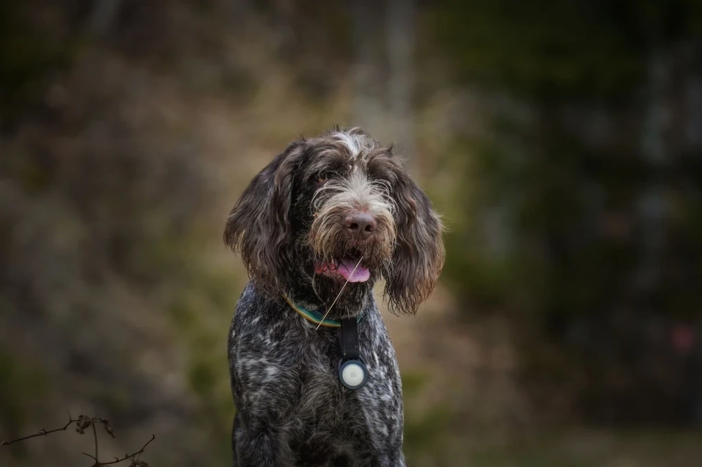 Outdoor Presence, from How Dogs Became Our Oldest Friends