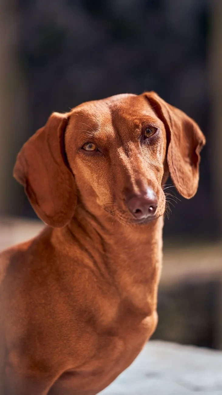 Sunlit Curiosity, from Dogs