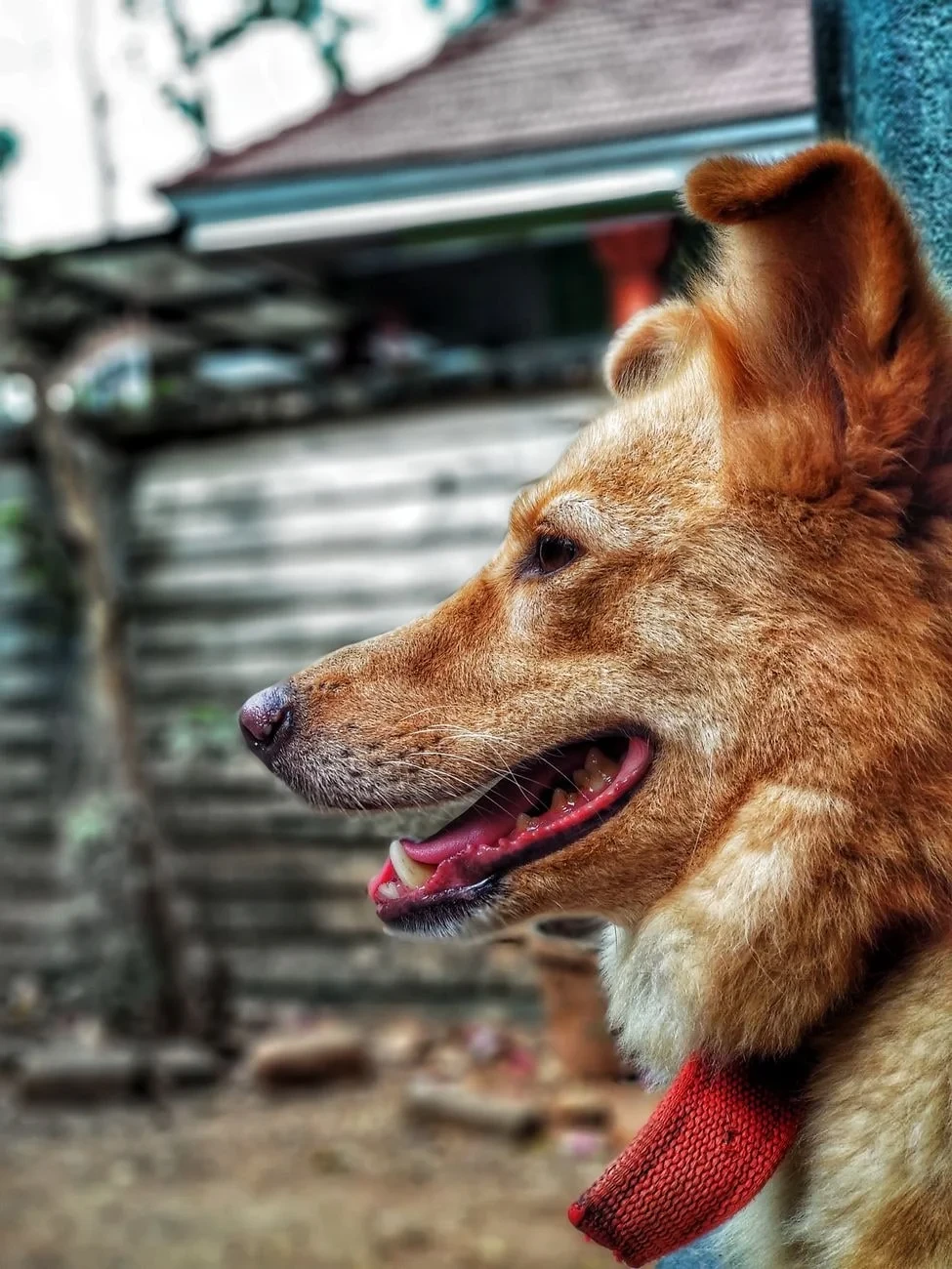 Red Collar, from Dogs