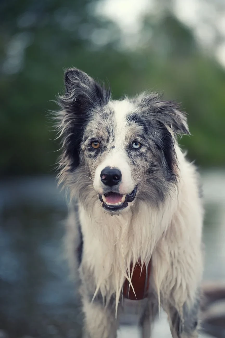 Riverside Walk, from Dogs