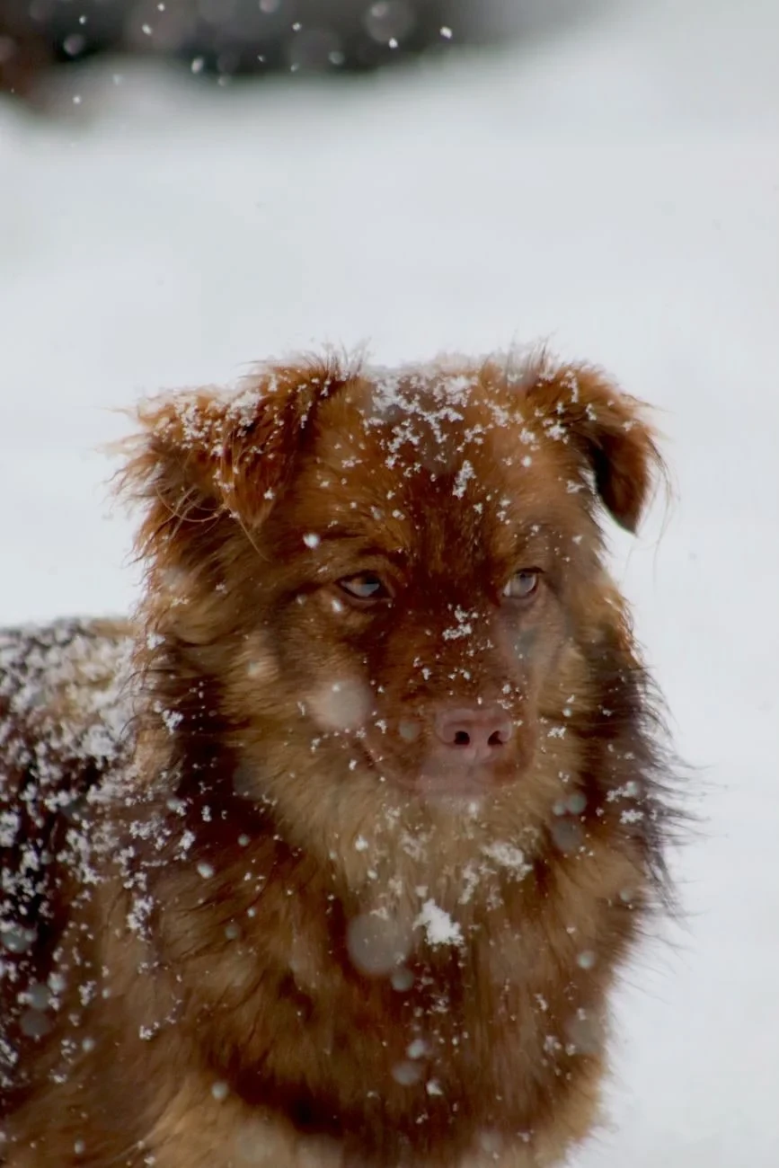 Winter Coat, from Dogs