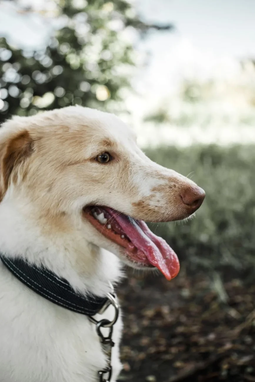 Joy Unguarded, from Dogs