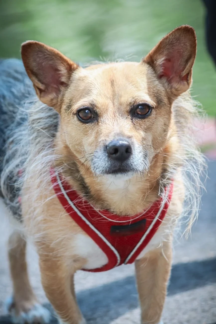 Small and Spirited, from Dogs