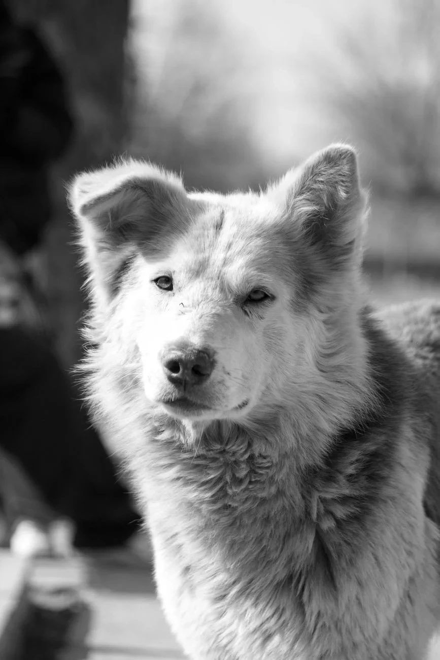 Monochrome Study, from Dogs
