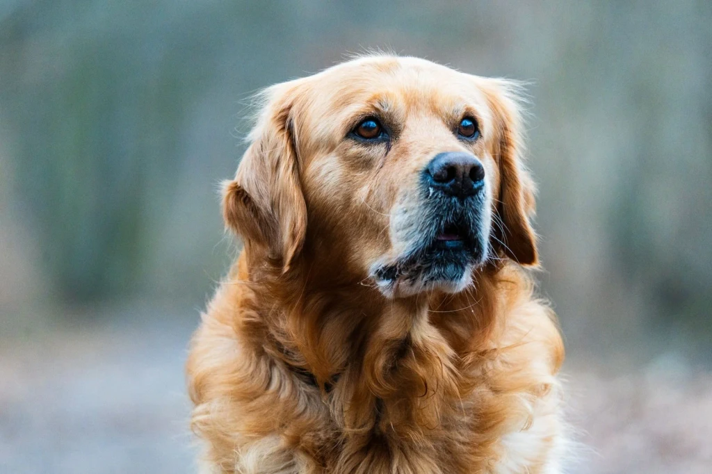 Golden Retriever, Attentive, from Dogs