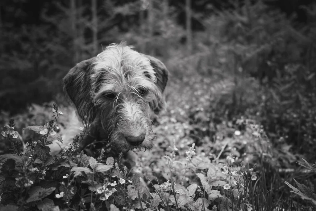 Woodland Exploration, from Dogs