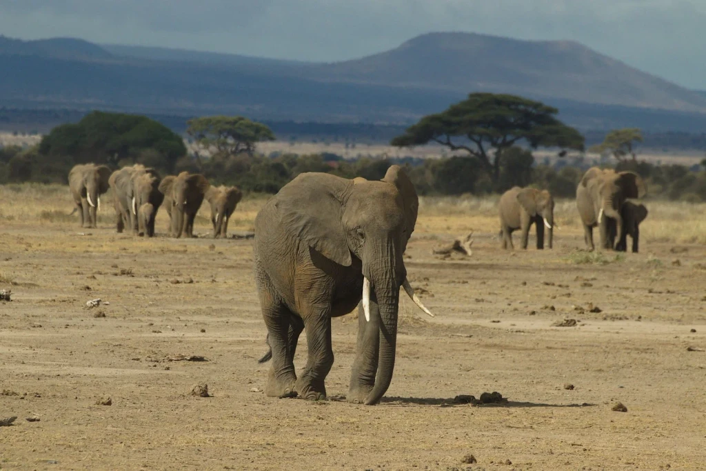 Migration Across the Plain, from Elephants Never Forget. We Should Not Either.