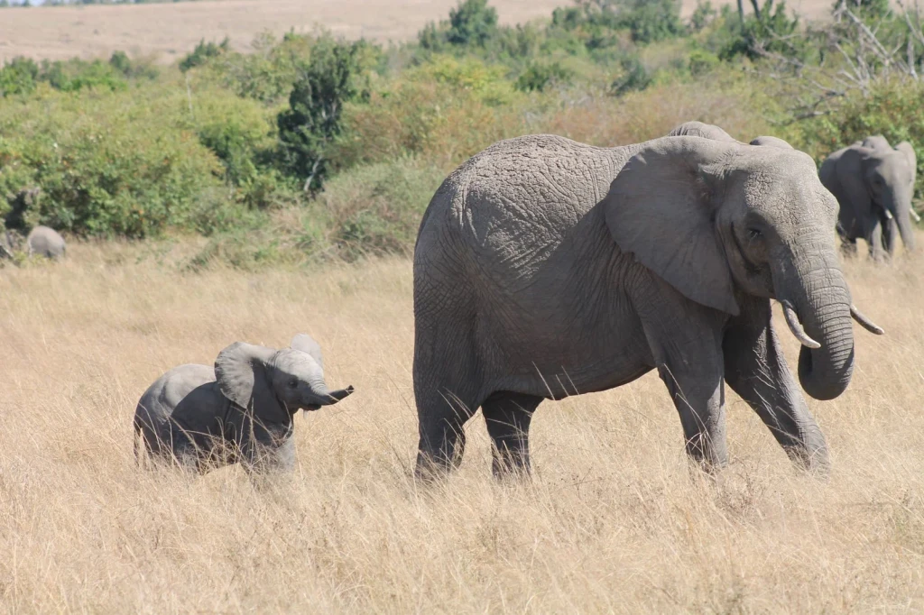 Mother and Calf, from Elephants Never Forget. We Should Not Either.