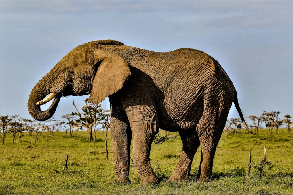 Grazing Giant, from Elephants Never Forget. We Should Not Either.