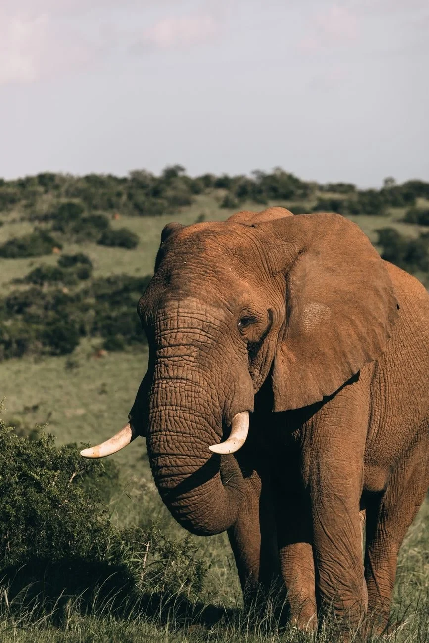 Portrait in Light, from Elephants Never Forget. We Should Not Either.