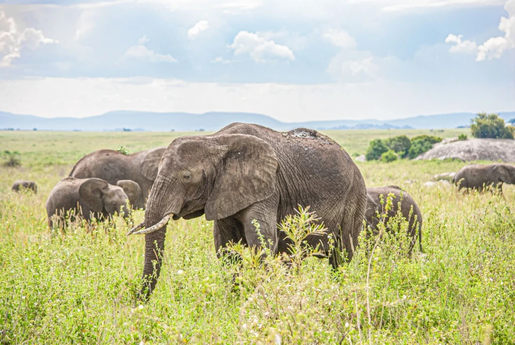 Grazing in Tanzania, from Elephants Never Forget. We Should Not Either.