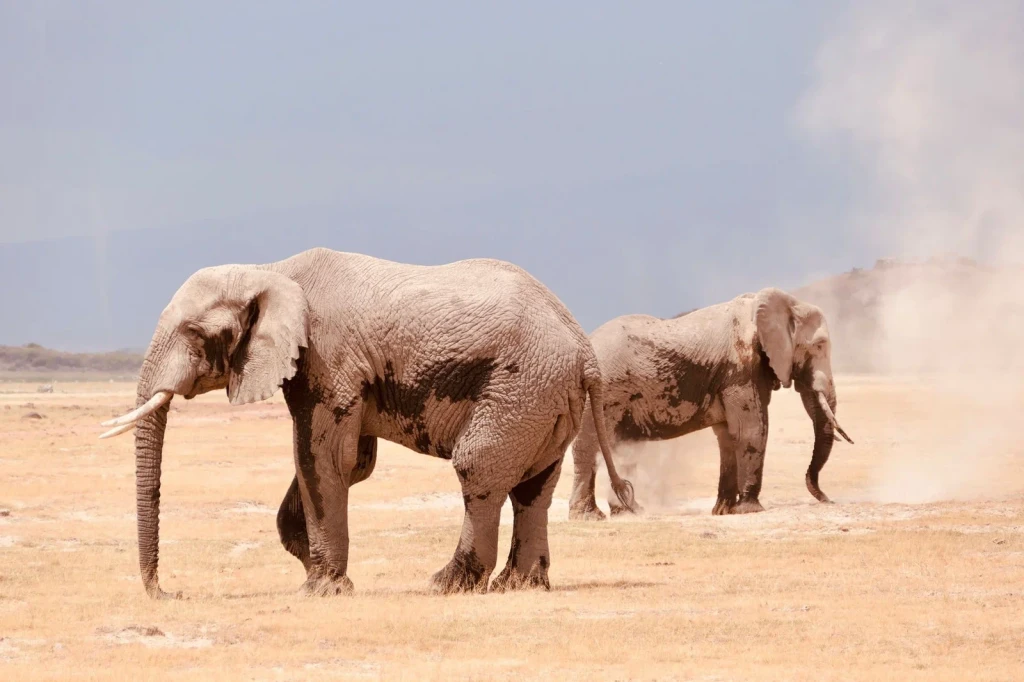 Across the Dust, from Elephants