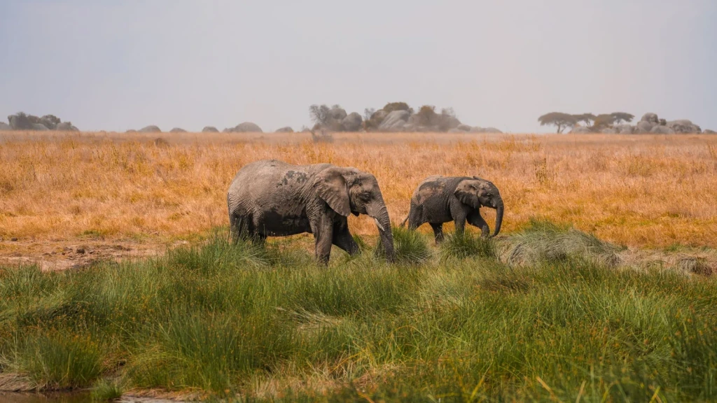 Grazing Pair, from Elephants