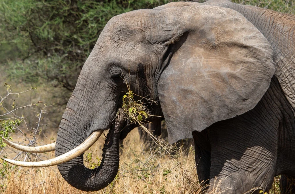 Close Study, from Elephants