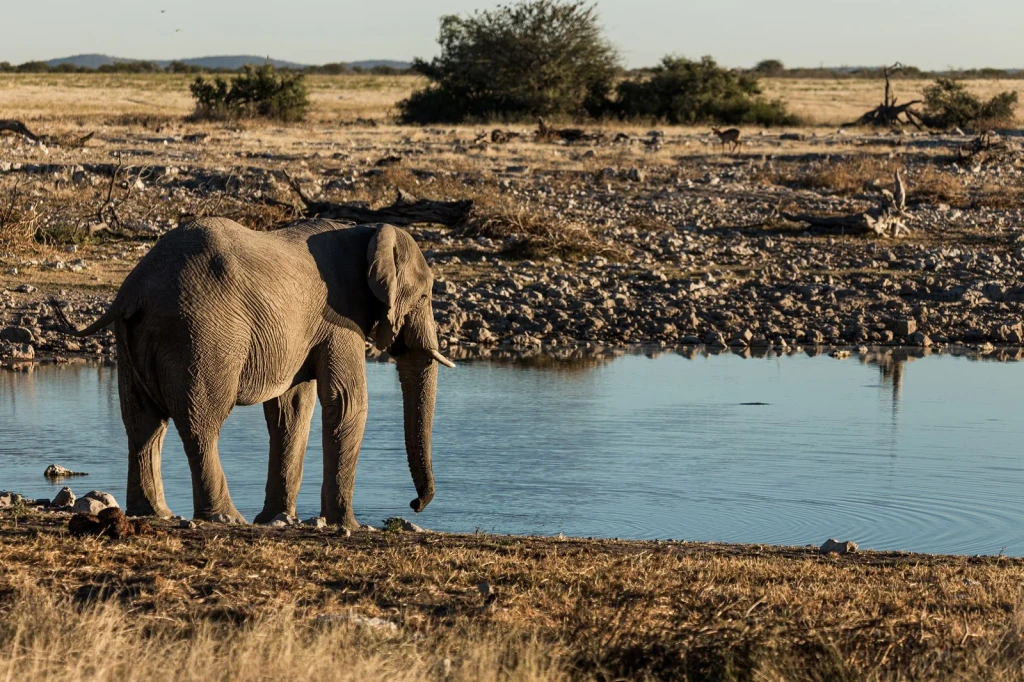 Waterside Rest, from Elephants