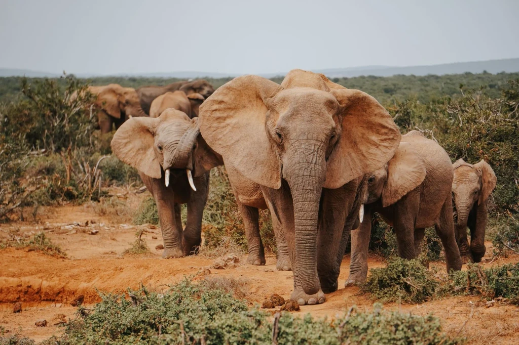 Savanna Gathering, from Elephants