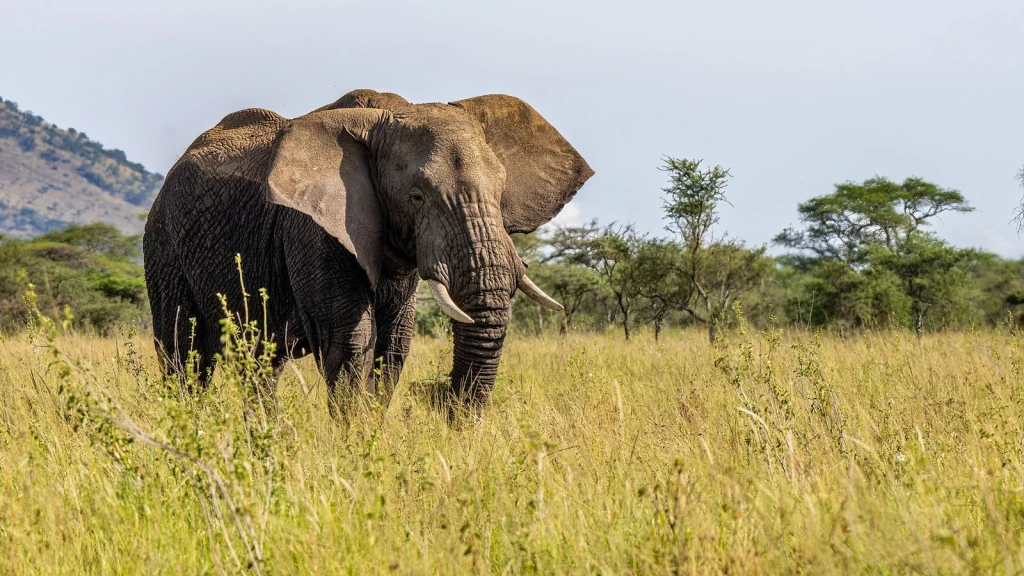 Solitary Presence, from Elephants