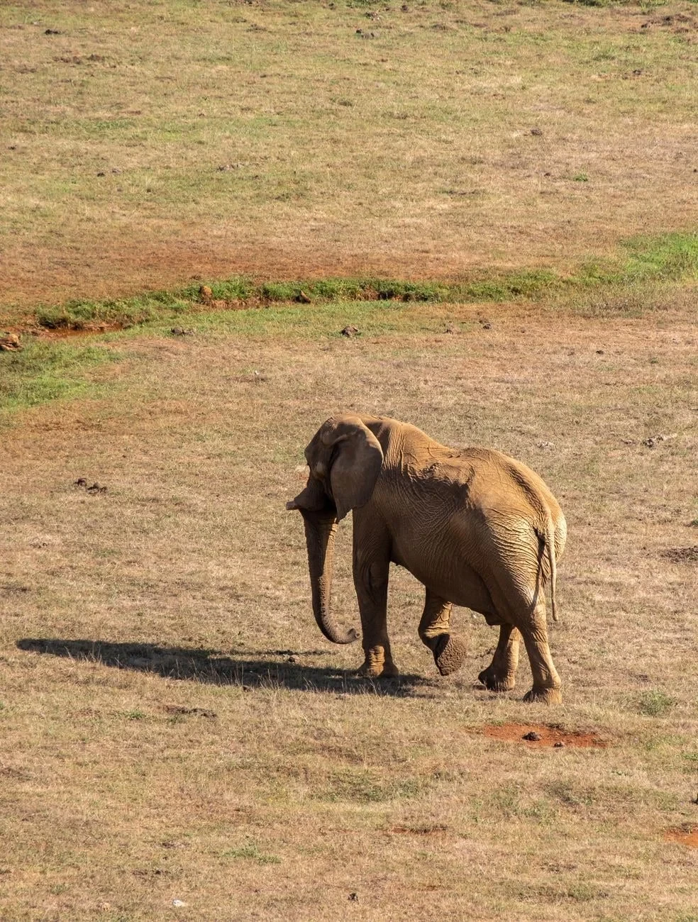Lone Crossing, from Elephants