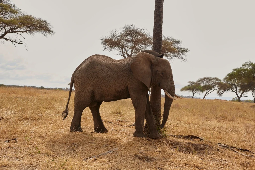 Savanna Profile, from Elephants