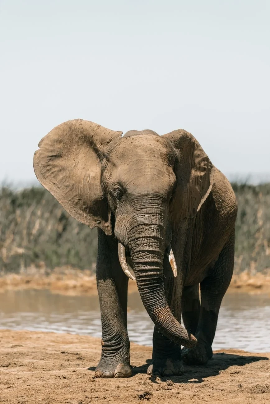 Solitary Strength, from Elephants