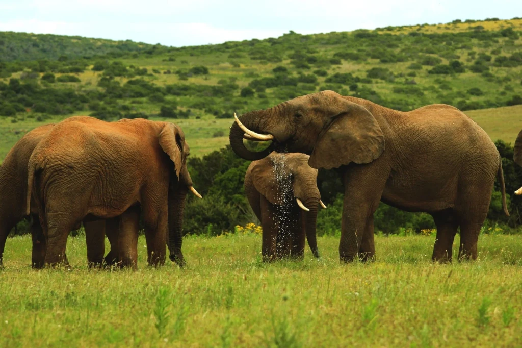Herd in Grassland, from Elephants