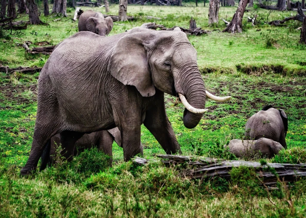 Herd Movement, from Elephants