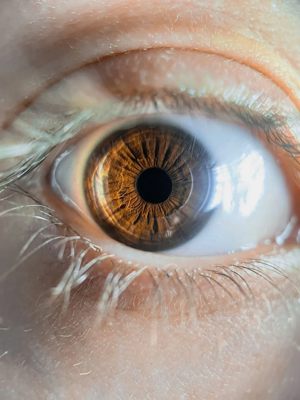 Pupil and Iris, from Eyes: How Evolution Learned to See