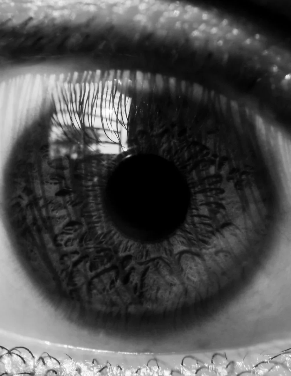Eye with Reflection, from Eyes: How Evolution Learned to See