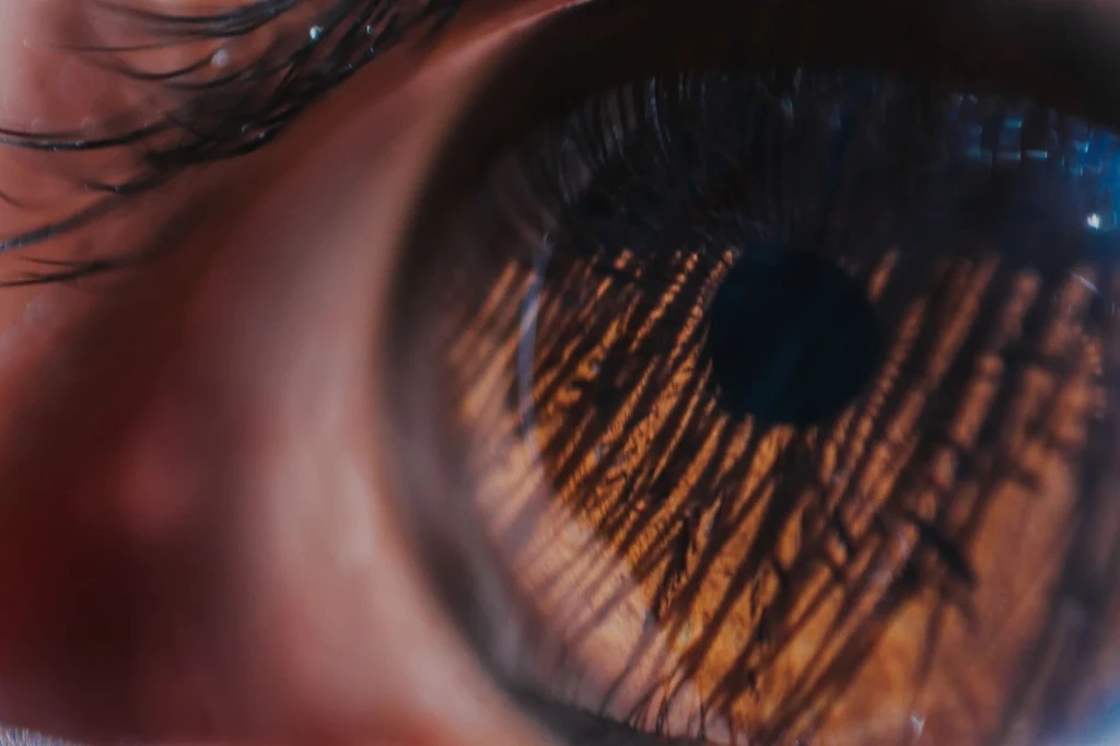 Iris Patterns, from Eyes: How Evolution Learned to See