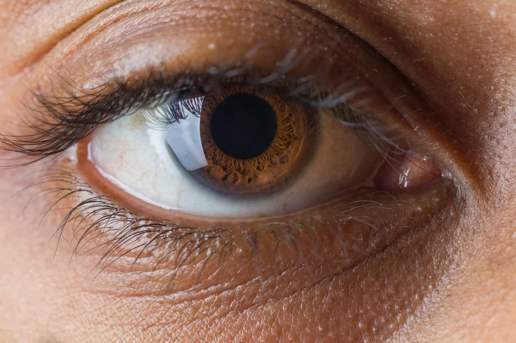 Brown Iris Study, from Eyes: How Evolution Learned to See