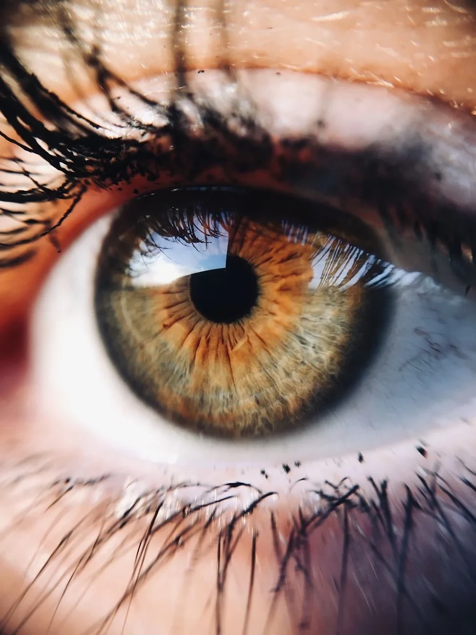Brown Eye, Framed, from Eyes: How Evolution Learned to See