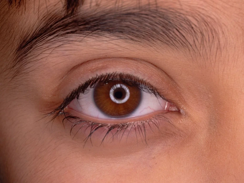 Brown Iris Study, from Eyes: How Evolution Learned to See