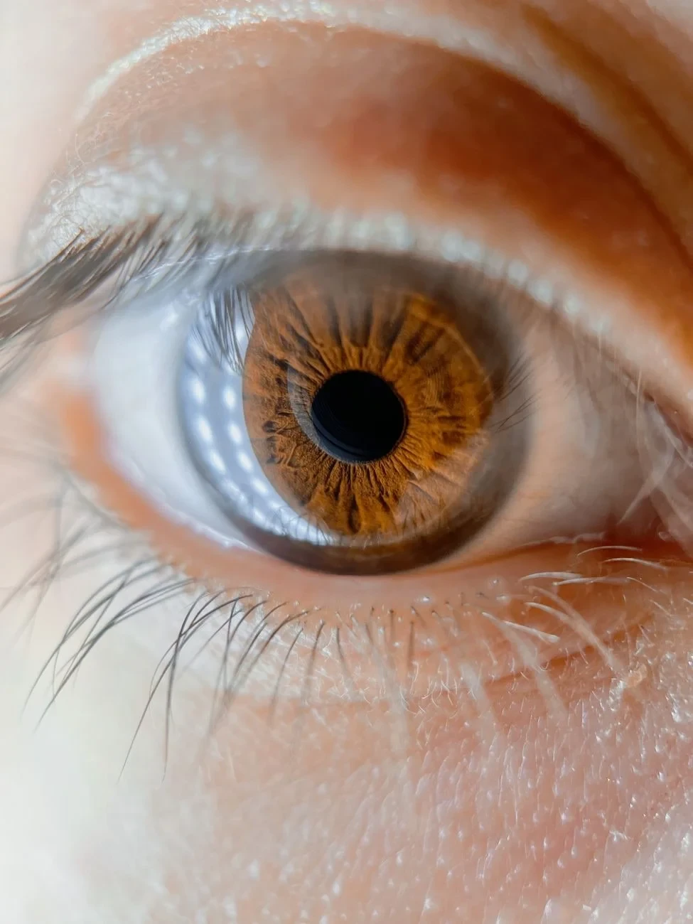 Brown Iris Close, from Eyes: How Evolution Learned to See