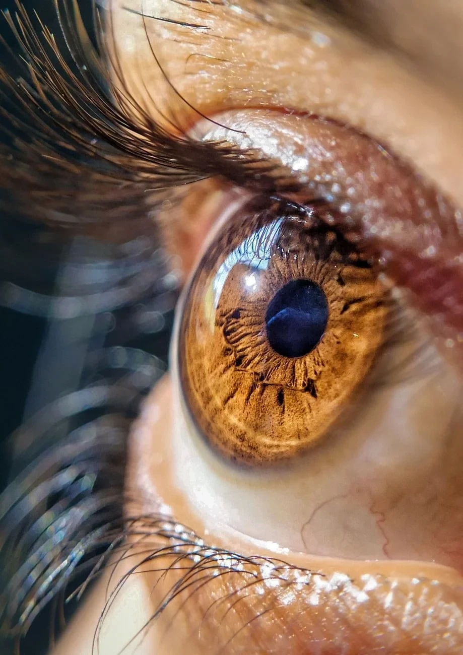 Brown Eye Study, from Eyes: How Evolution Learned to See