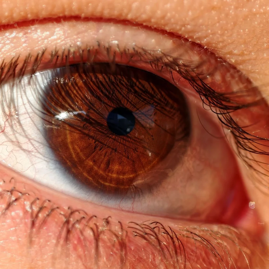 Lashed Detail, from Eyes: How Evolution Learned to See