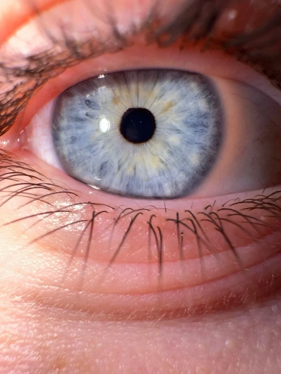 Blue Iris, Magnified, from Eyes: How Evolution Learned to See