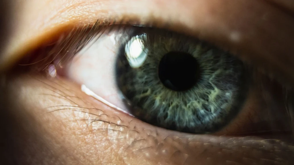 Iris Architecture, from Eyes: How Evolution Learned to See