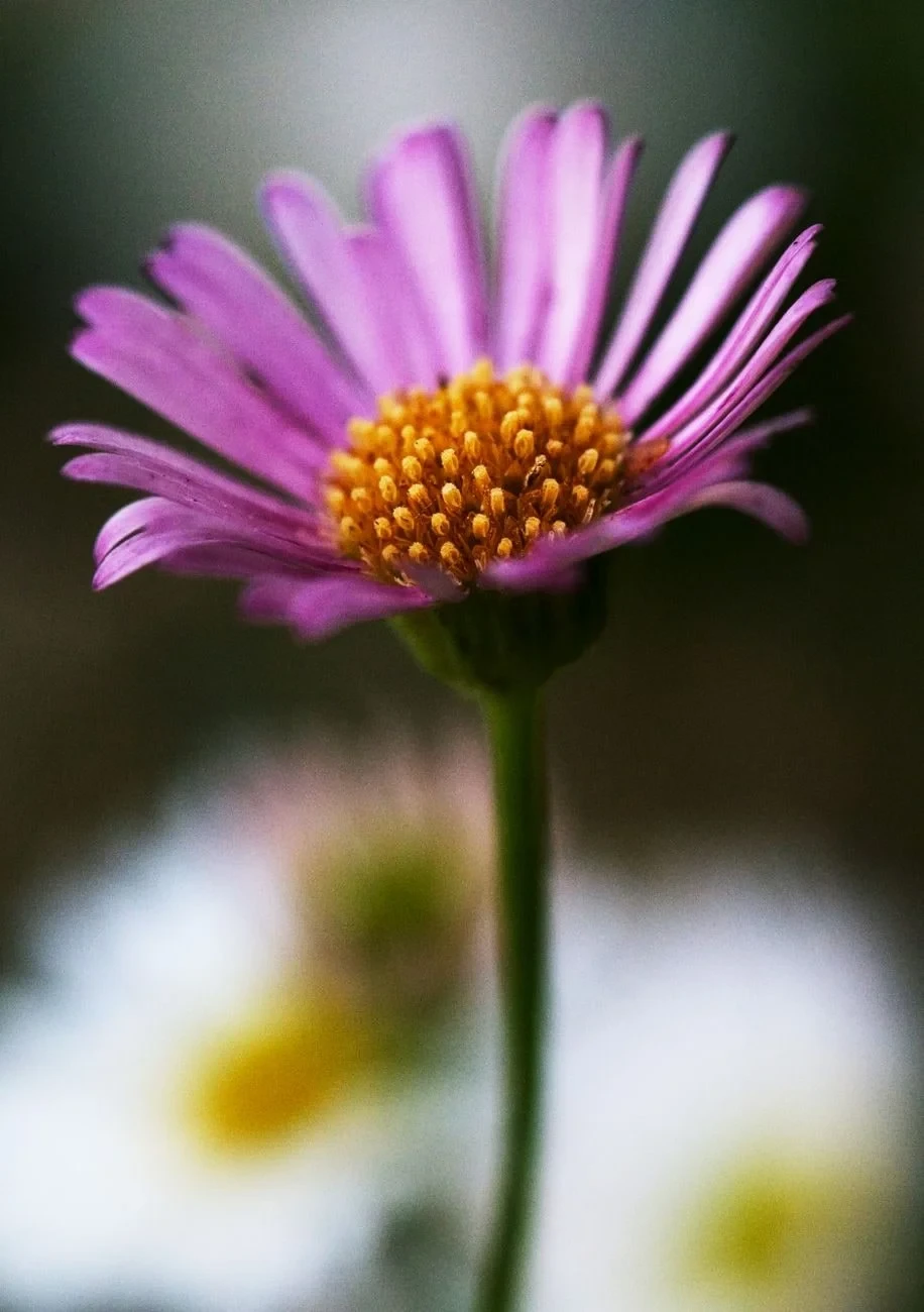 Aster in Full Bloom, from Flowers: Advertisements for Insects
