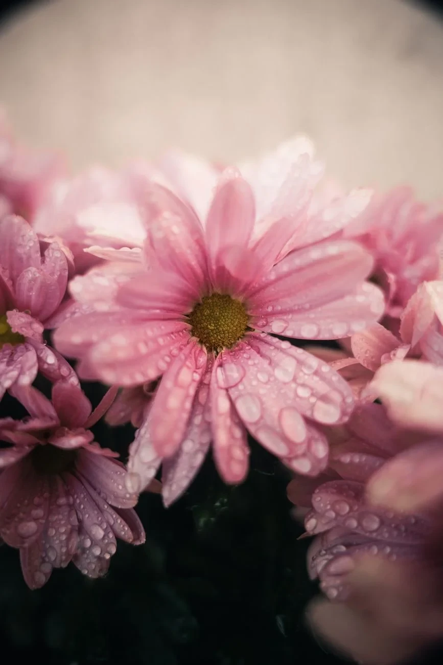 Chrysanthemums with Dew, from Flowers: Advertisements for Insects