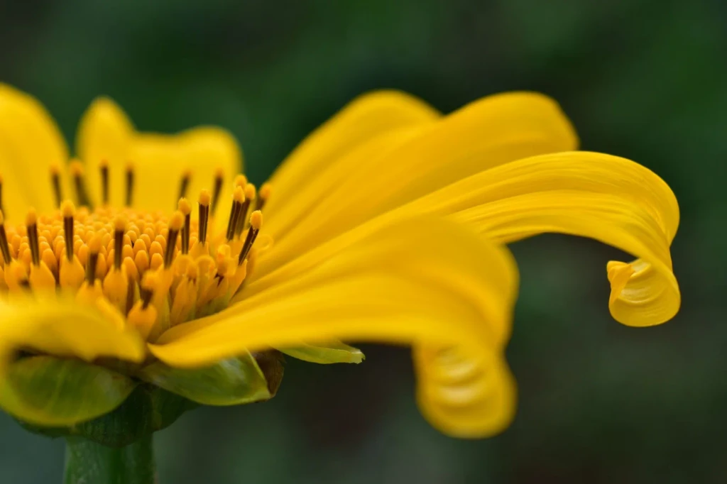 Yellow Petals, from Flowers: Advertisements for Insects