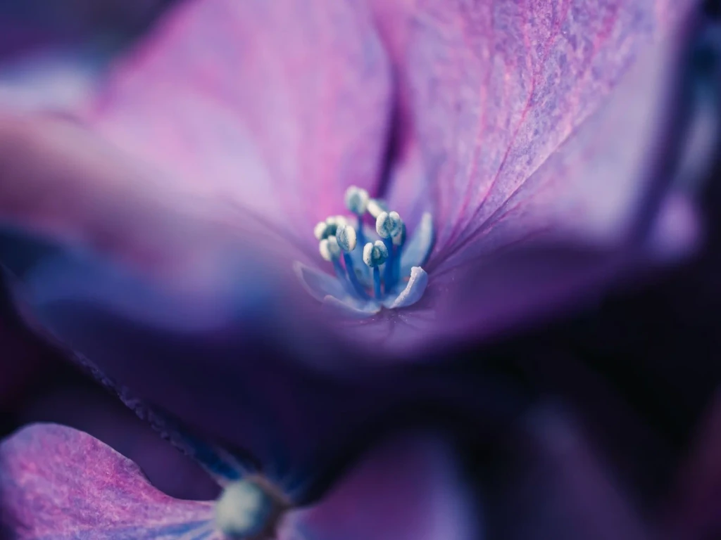Hydrangea Macro, from Flowers: Advertisements for Insects