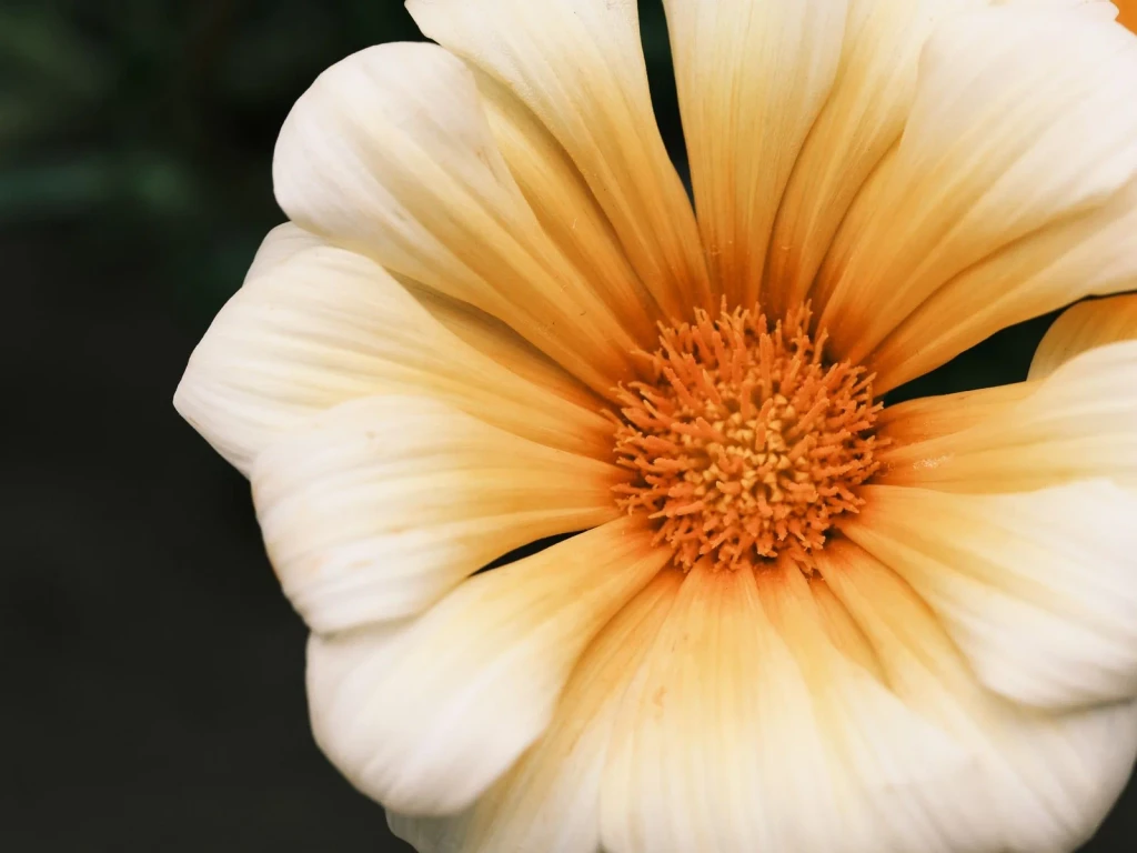 Gazania Structure, from Flowers: Advertisements for Insects