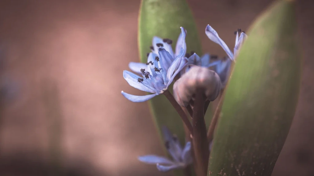 Blue Wildflowers, from Flowers