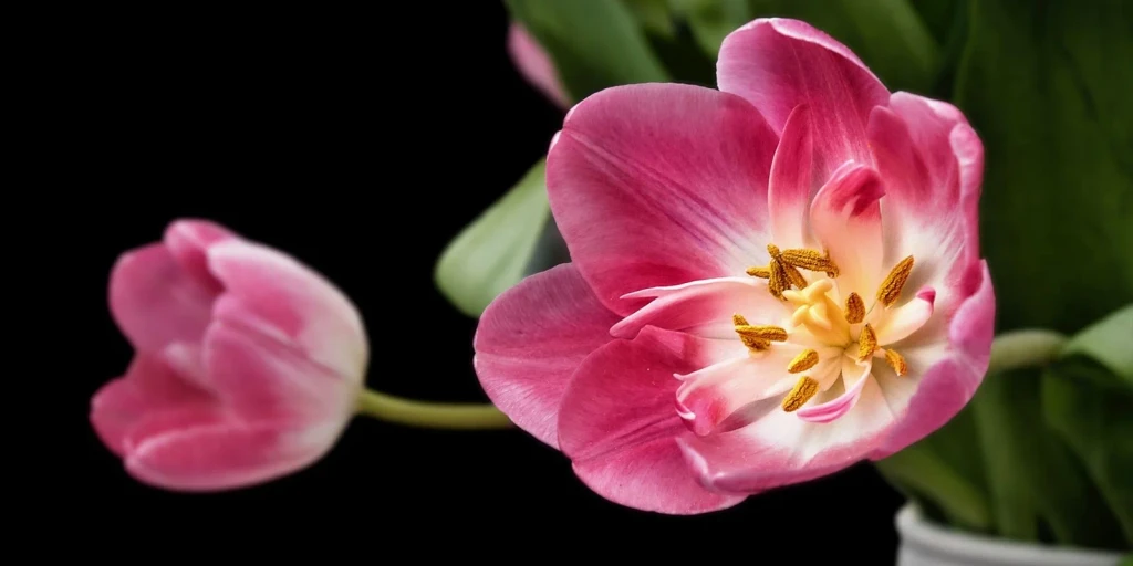 Pink Tulip, from Flowers