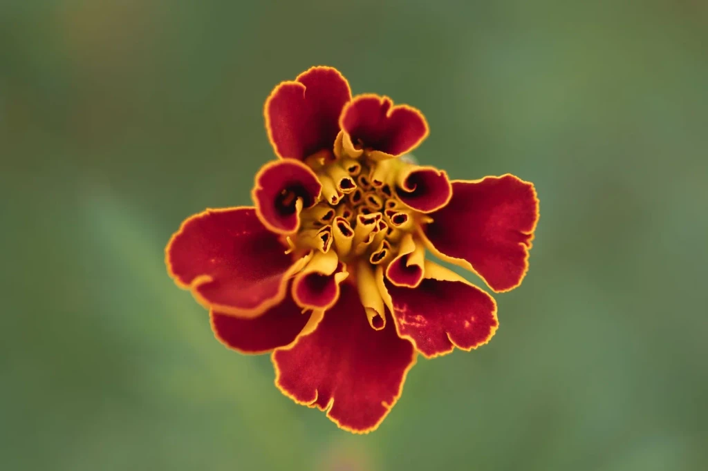 Red and Yellow Marigold, from Flowers