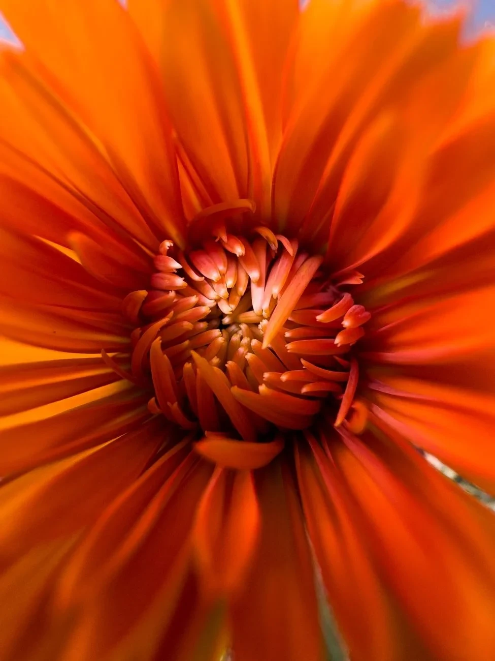 Orange Flower Petals, from Flowers