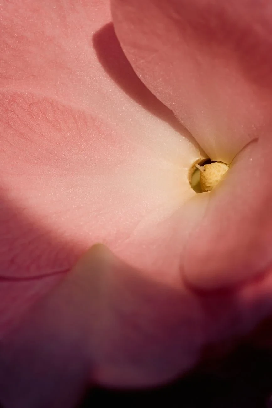 Pink Petals, Soft Light, from Flowers