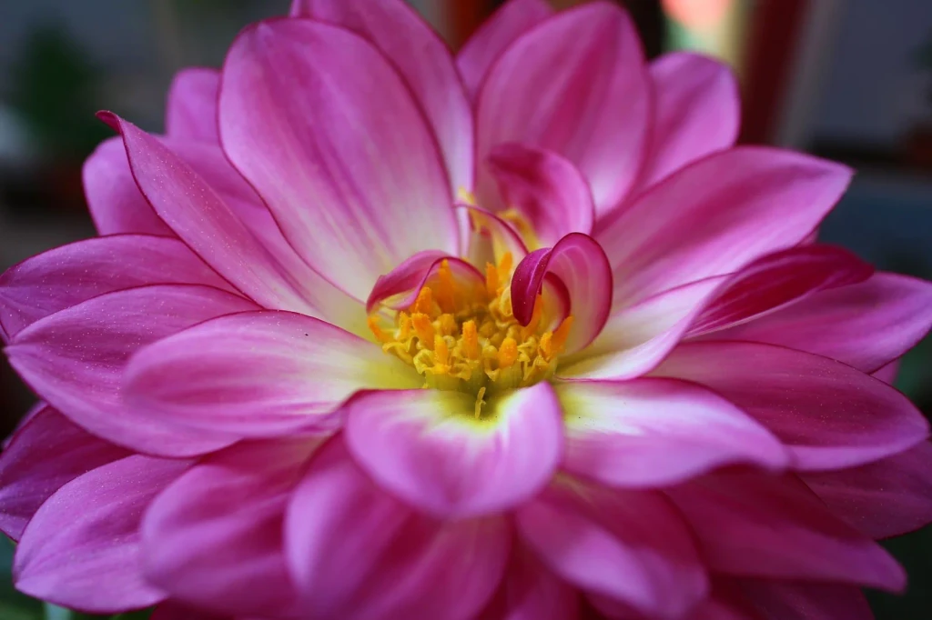 Pink Dahlia in Bloom, from Flowers