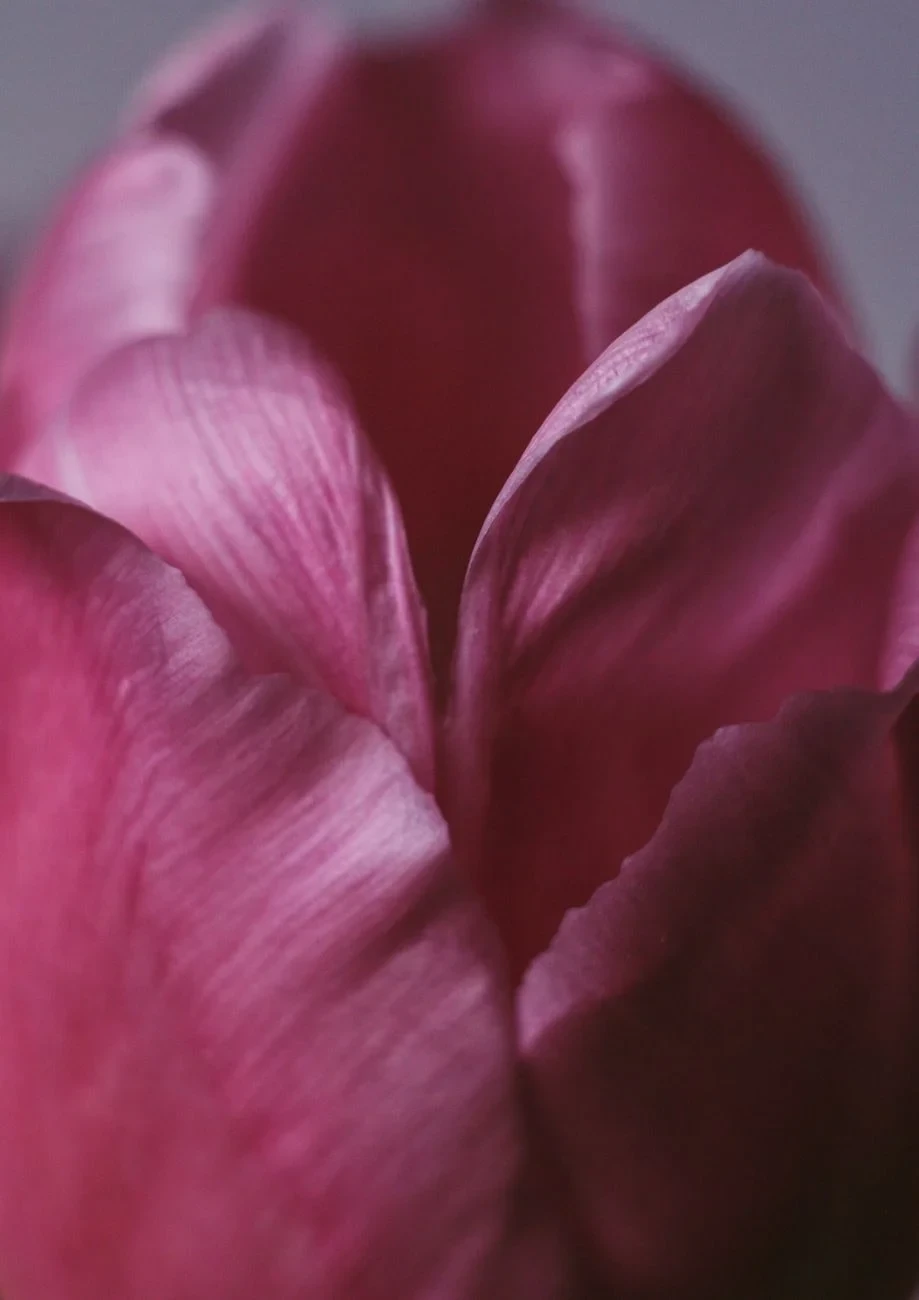 Pink Tulip, from Flowers
